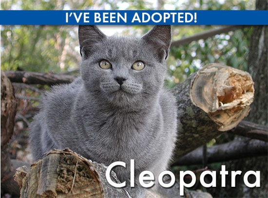 Cleopatra