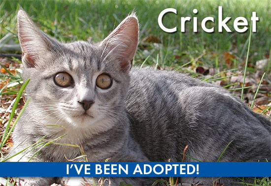 Cricket