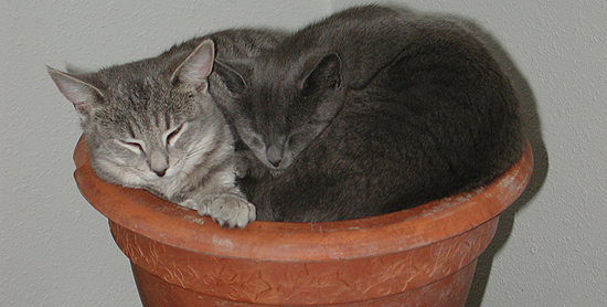 Cleopatra & Cricket asleep in a flowerpot