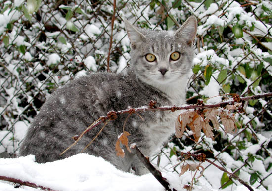 Cricket in Snow. These kittens are clean, healthy, and gentle.